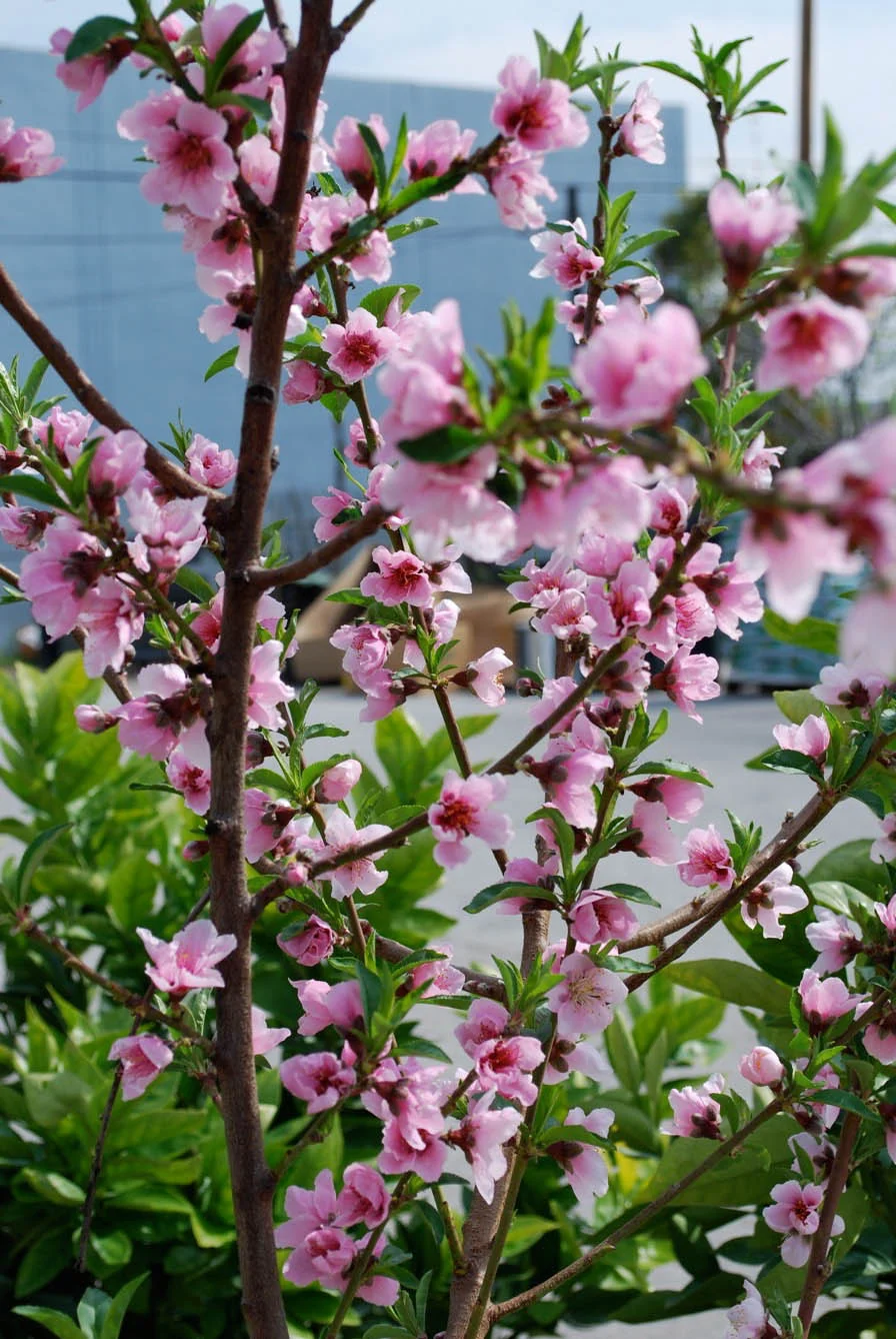 Stone Fruit Blossoms