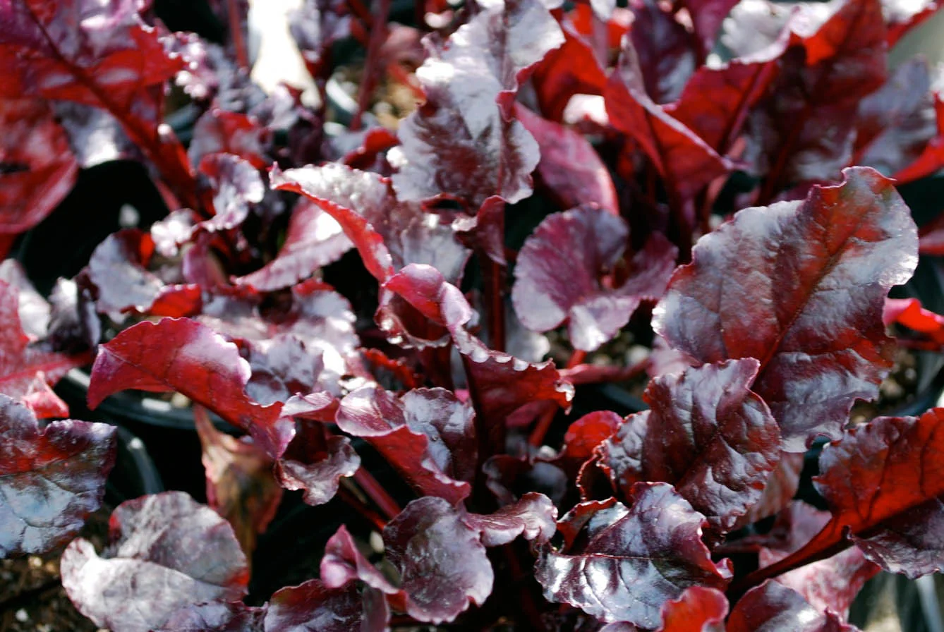 Red Leaf Lettuce