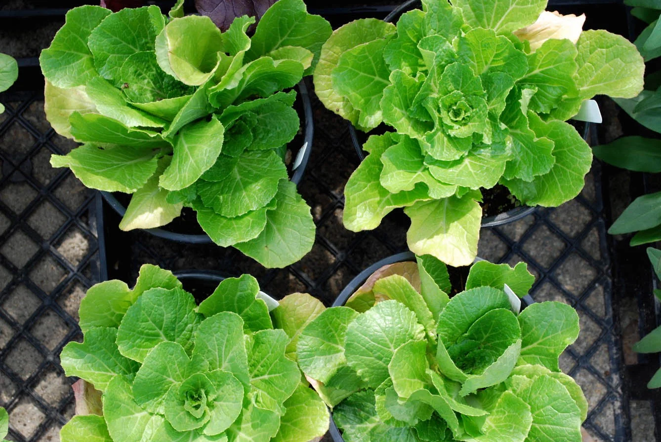 Grow your own salad!