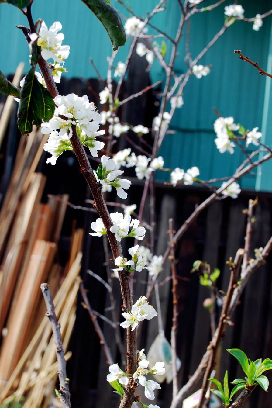 Peach Tree with White Blossoms