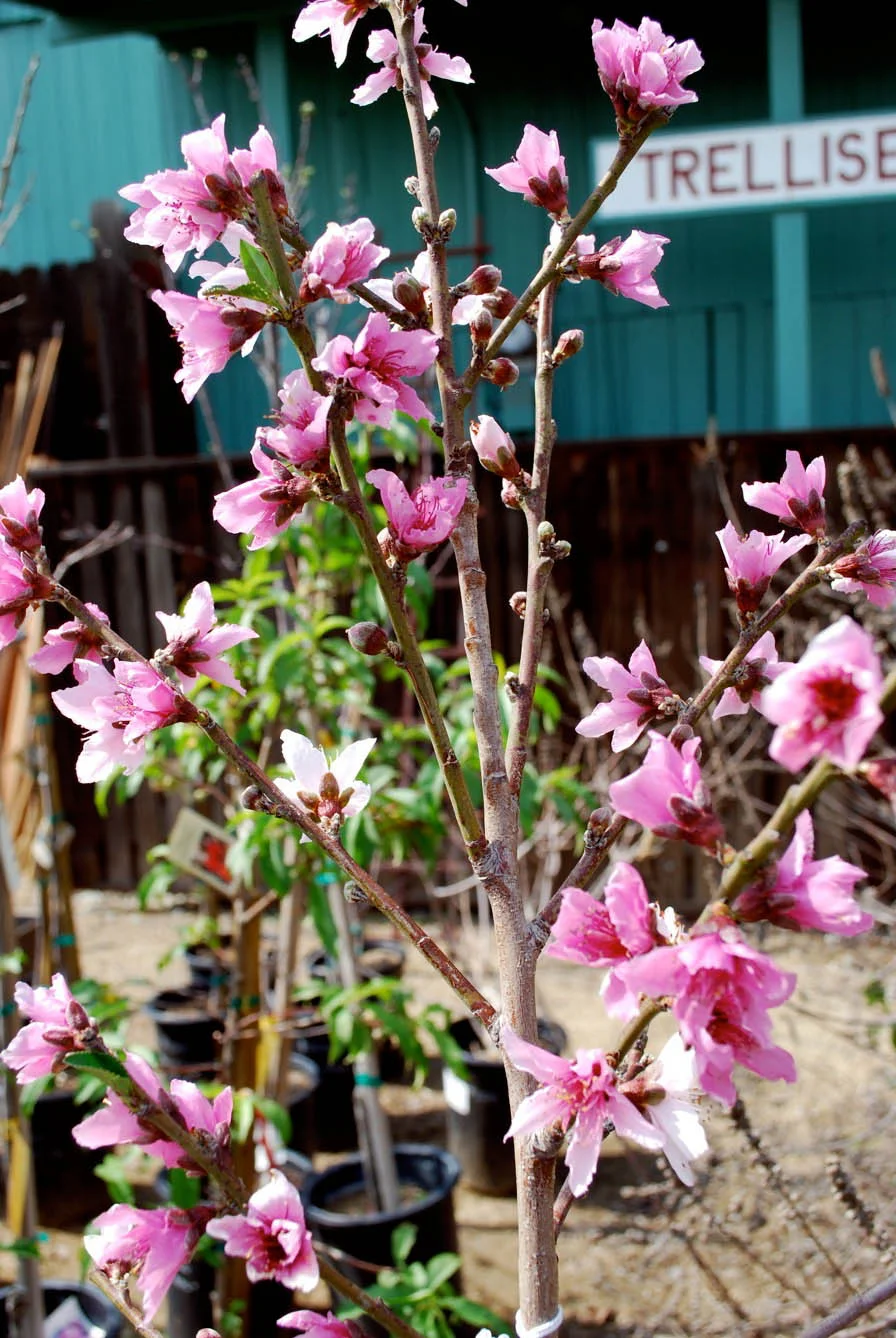 Bellefontaine Flowers - 265.jpg