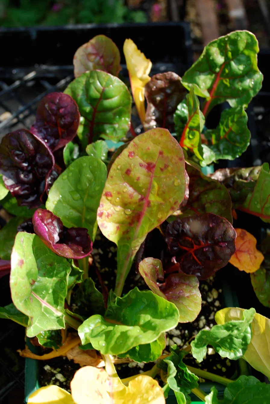 Rainbow Chard