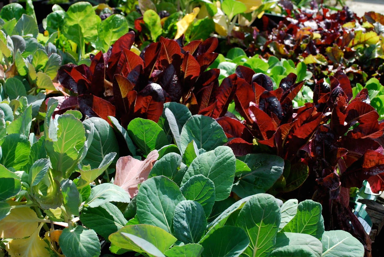 Glorious Veggies