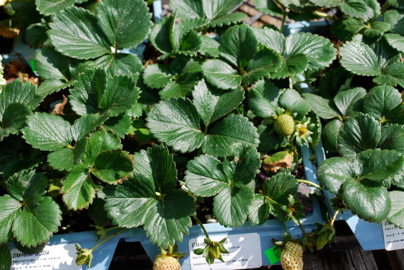 Strawberries