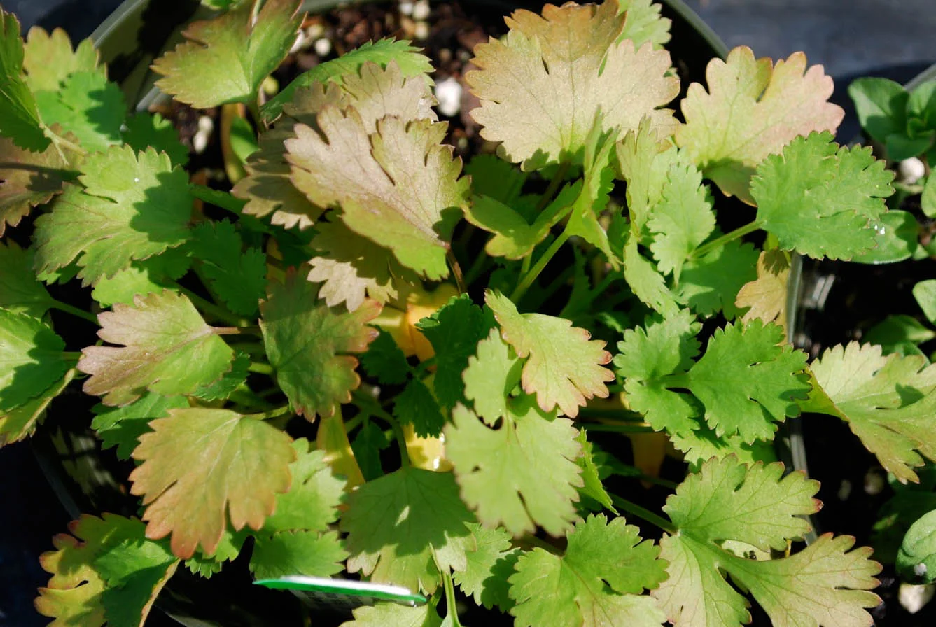 Cilantro