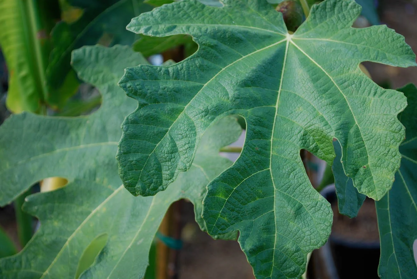 Fig Leaves