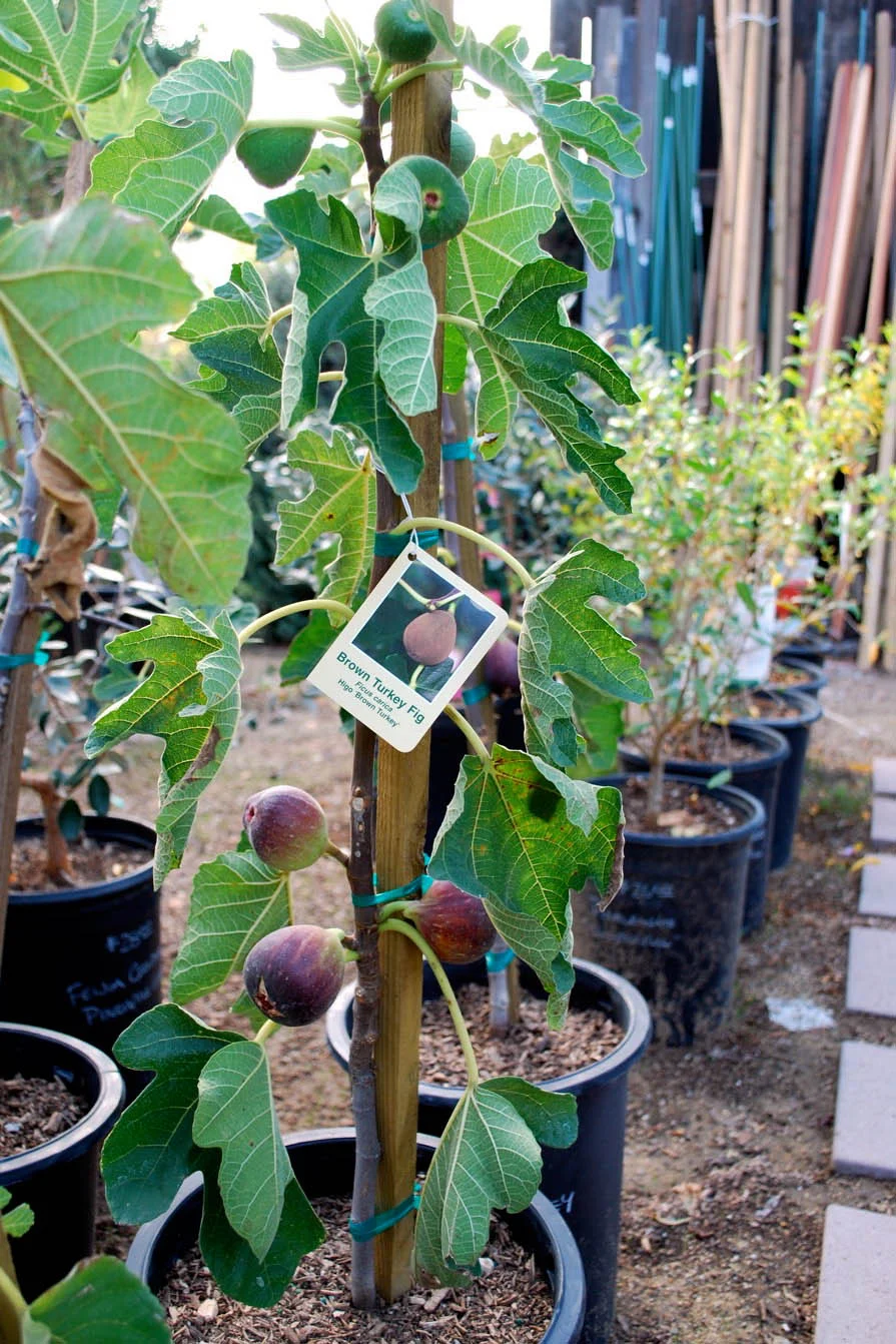 Fig Trees