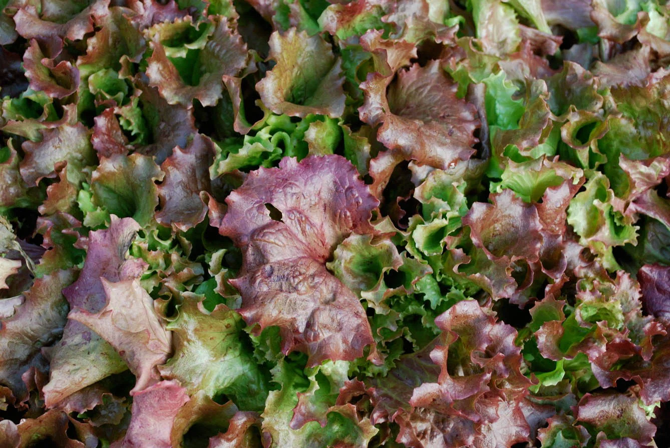 Curly Leafed Lettuce