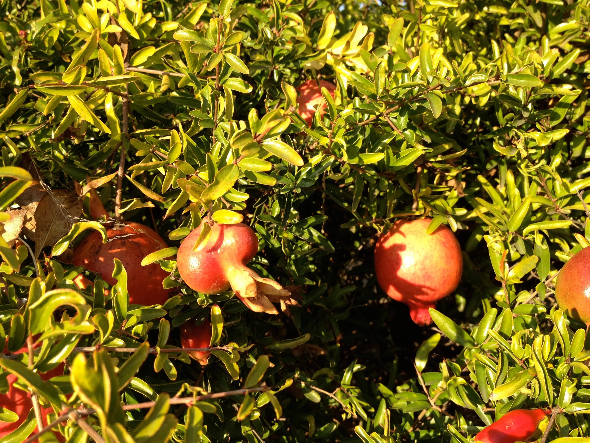 Pomegranate Tree