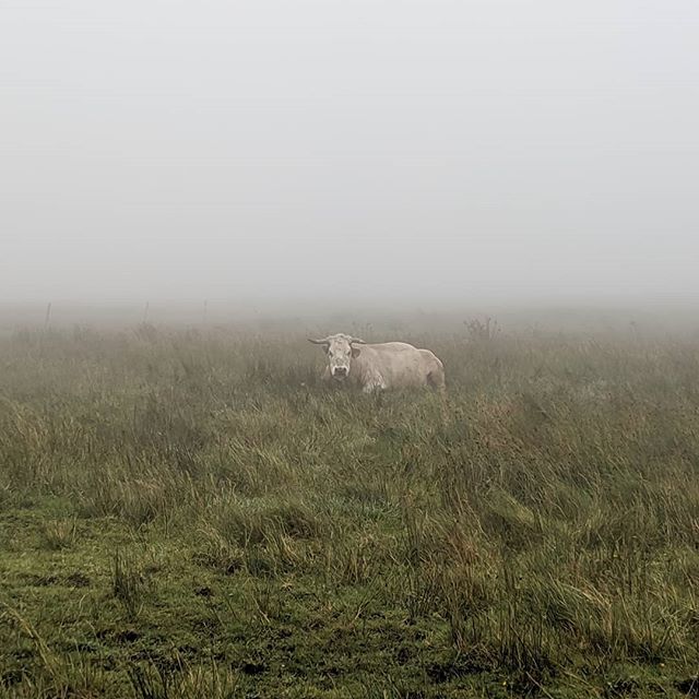 Can you believe we are just 12 days to Christmas?!?! 2019 has just flown by and we are so excited for our third annual #Travelmas. Day 1: most people go to the Cliffs of Moher to see the cliffs... however we got stuck in fog so thick, we couldn't see