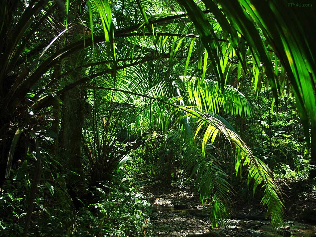 Jungle-Palms.jpeg