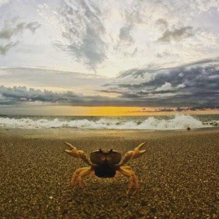 Invasion!! June on the Mexican Pacific brings thousands of jungle crabs. They dance on the beach, in the jungle and even knock on the door of my casita. These ubiquitous crustaceans trigger two annual rituals: time to close up @tailwindjunglelodge fo