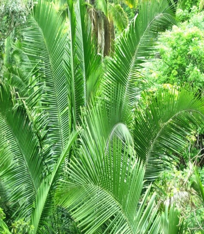 Jungle.jpg