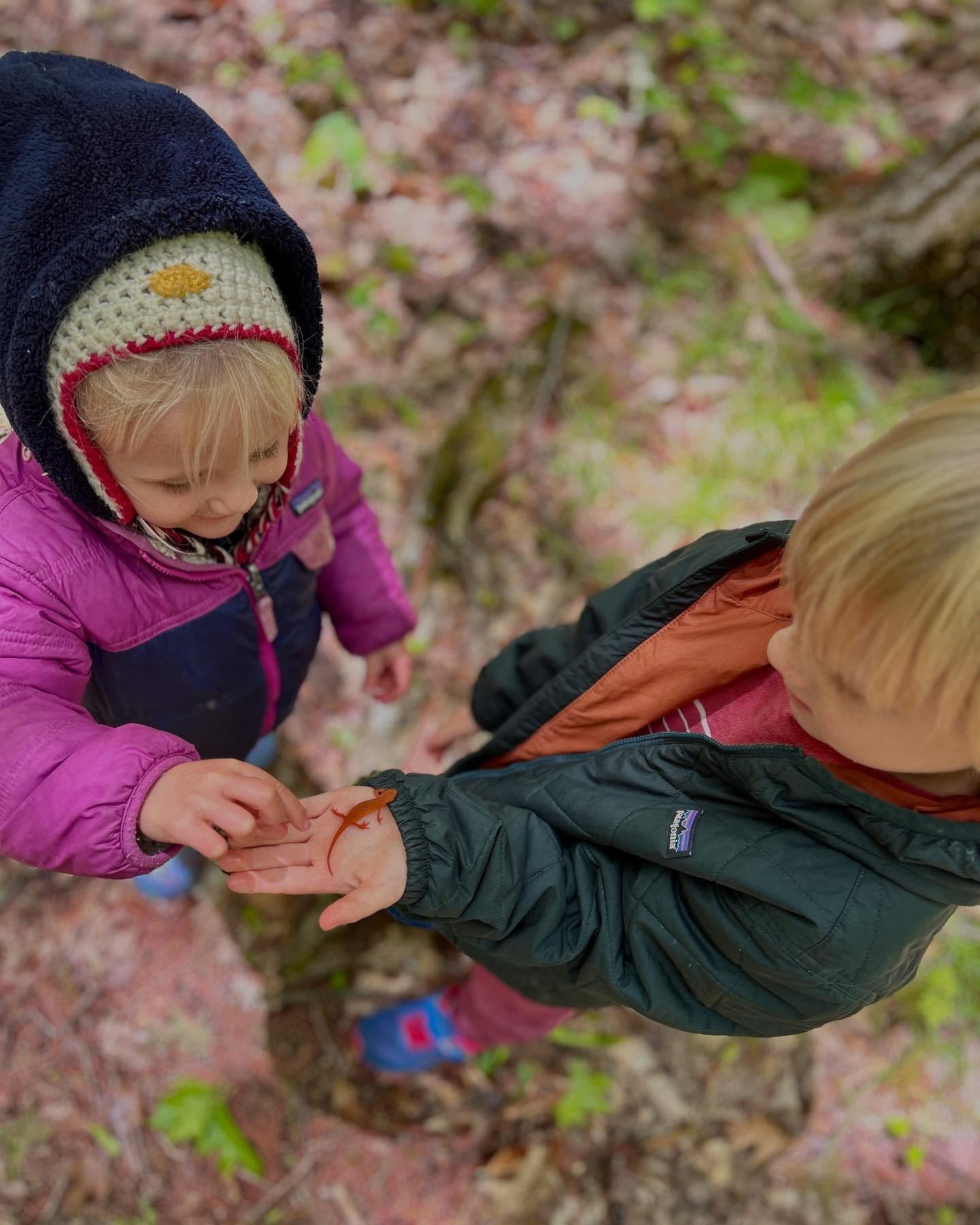 N is for Newts?! Actually&hellip;at this stage, they&rsquo;re called Red Efts&mdash;and they&rsquo;re one of our favorite creatures to find on the trails around Lake George! These amazing little guys start out life in the water, then turn bright oran