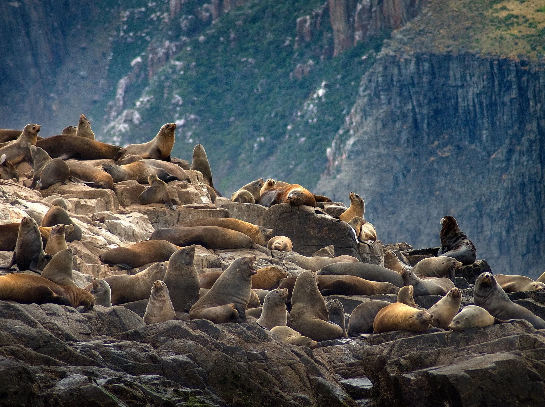 Australian Fur Seals at the Friars...