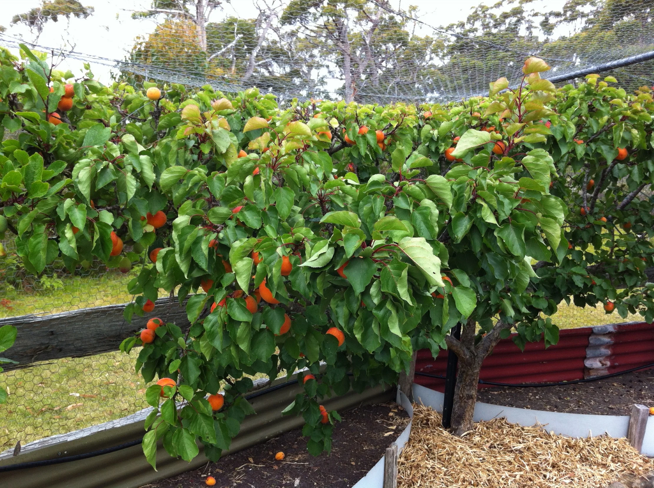 Apricot bounty...