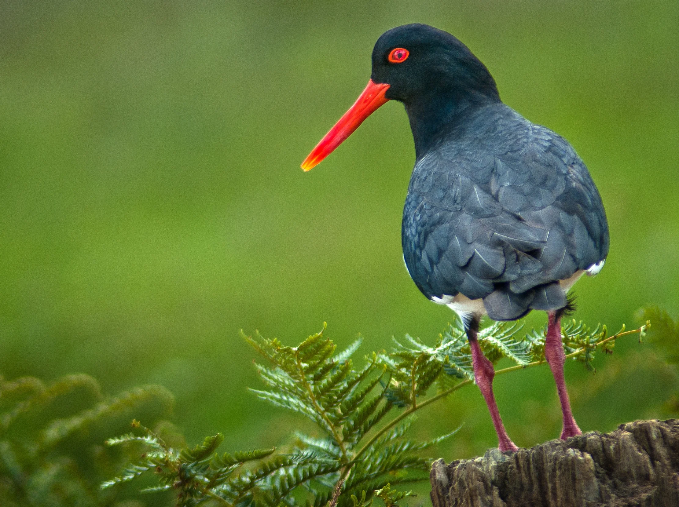 Pied Oyster Catchers are permanent residents...