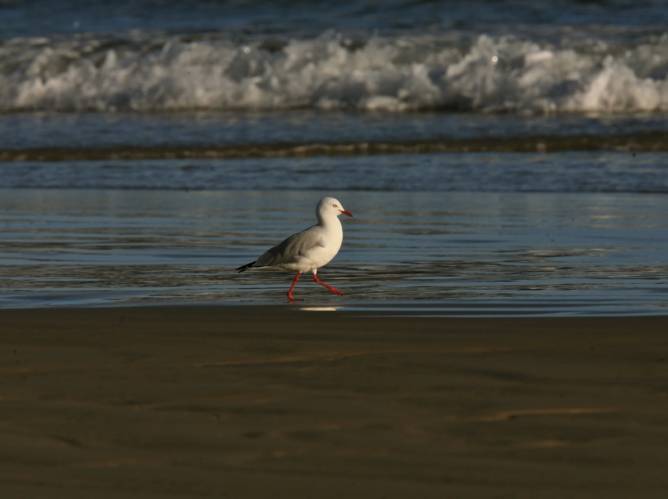 Silver Back Seagulls abound...