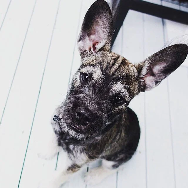 Baby Griff 😍😍🐶🐶
📸: @evieabbottt