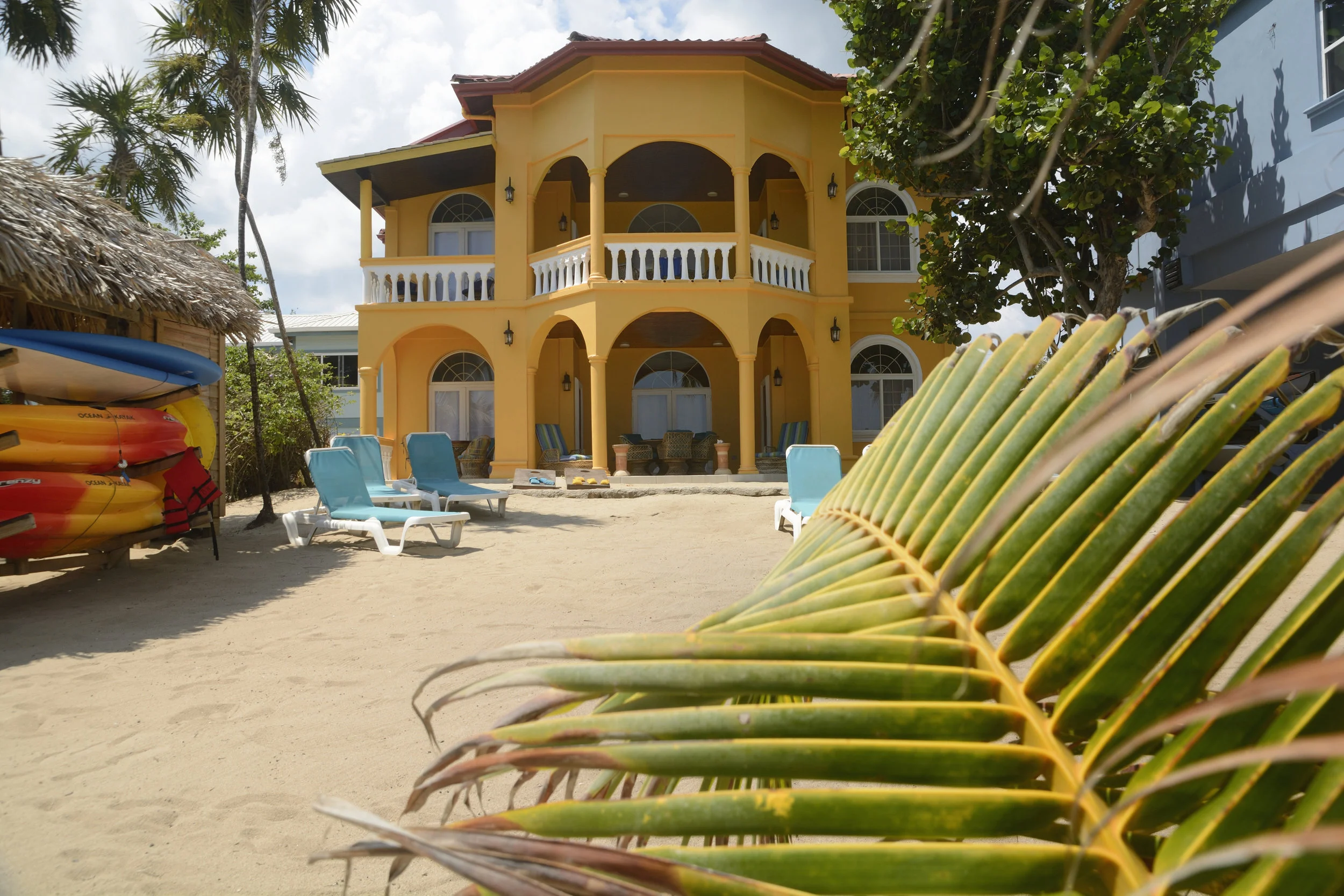 house and palm4.jpg