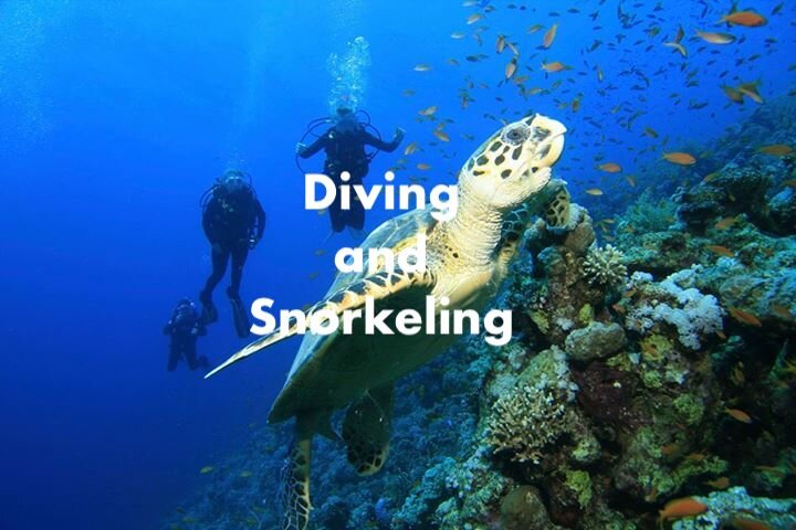 diving with turtle.jpg