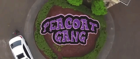 Peacoat Gang - No Pigeons.gif