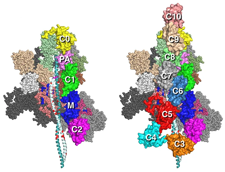 &nbsp; &nbsp; &nbsp; &nbsp; &nbsp; &nbsp; &nbsp; &nbsp; &nbsp; &nbsp;MS01C0C2 &nbsp; &nbsp; &nbsp; &nbsp; &nbsp; &nbsp; &nbsp; &nbsp; &nbsp; &nbsp; &nbsp; &nbsp; &nbsp; &nbsp; &nbsp; &nbsp; &nbsp; &nbsp;MS01C0C10 &nbsp; &nbsp;