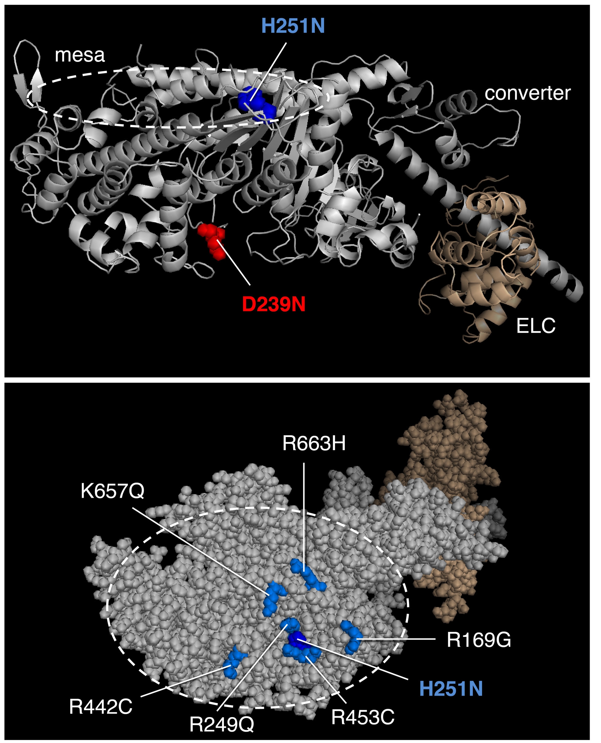 The first homology model of full-length human beta-cardiac myosin S1 was described in Spudich, J.A. (2015). The myosin mesa and a possible unifying hypothesis for the molecular basis of human hypertrophic cardiomyopathy. Biochem Soc Trans . 43:64–72. Also see, Homburger, J.R. et al. Multidimensional structure-function relationships in human β-cardiac myosin from population-scale genetic variation. Proc Natl Acad Sci USA 113, 6701–6706 (2016). Image from Adhikari, A.S., Kooiker, K.B., Sarkar, S.S., Liu, C., Bernstein, D., Spudich, J.A. and Ruppel, K.M. (2016). Early Onset HCM Mutations H251N and D239N Significantly Increase the Velocity, Force, and Actin-activated ATPase activity of human β-cardiac Myosin. Cell Rep . 17:2857-2864.