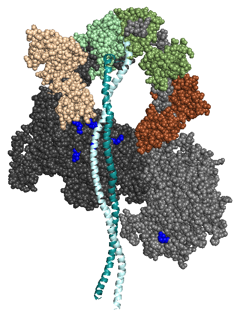 MS03 showing the location of a number of Arg residues that cause HCM when mutated.