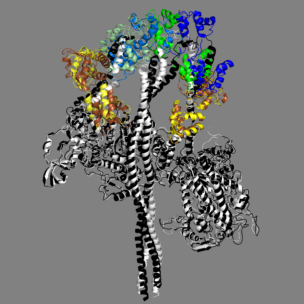 MS03: HC white, ELCs brown, RLCs green &nbsp; &nbsp; &nbsp; &nbsp; &nbsp; &nbsp; &nbsp; &nbsp; 5TBY: HC black, ELCs yellow, RLCs blue