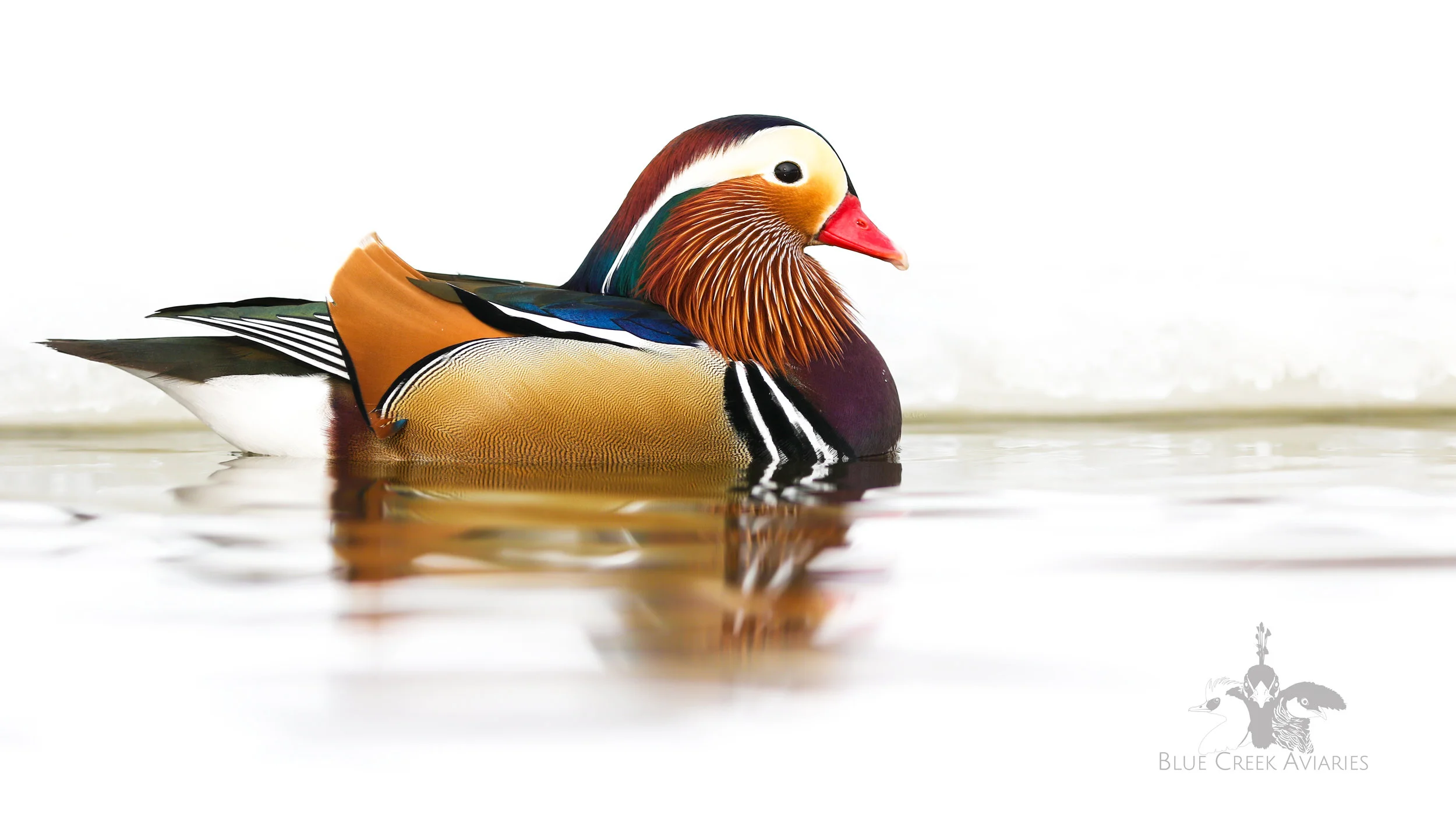 Mandarin Duck — Blue Creek Aviaries
