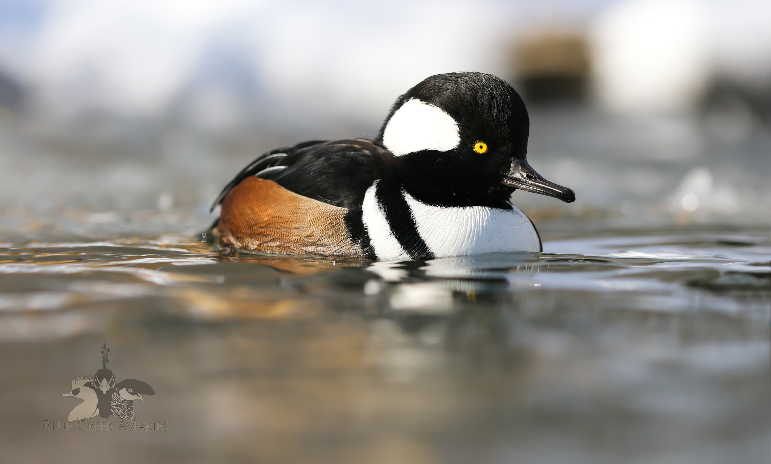 Hooded Merganser — Blue Creek Aviaries