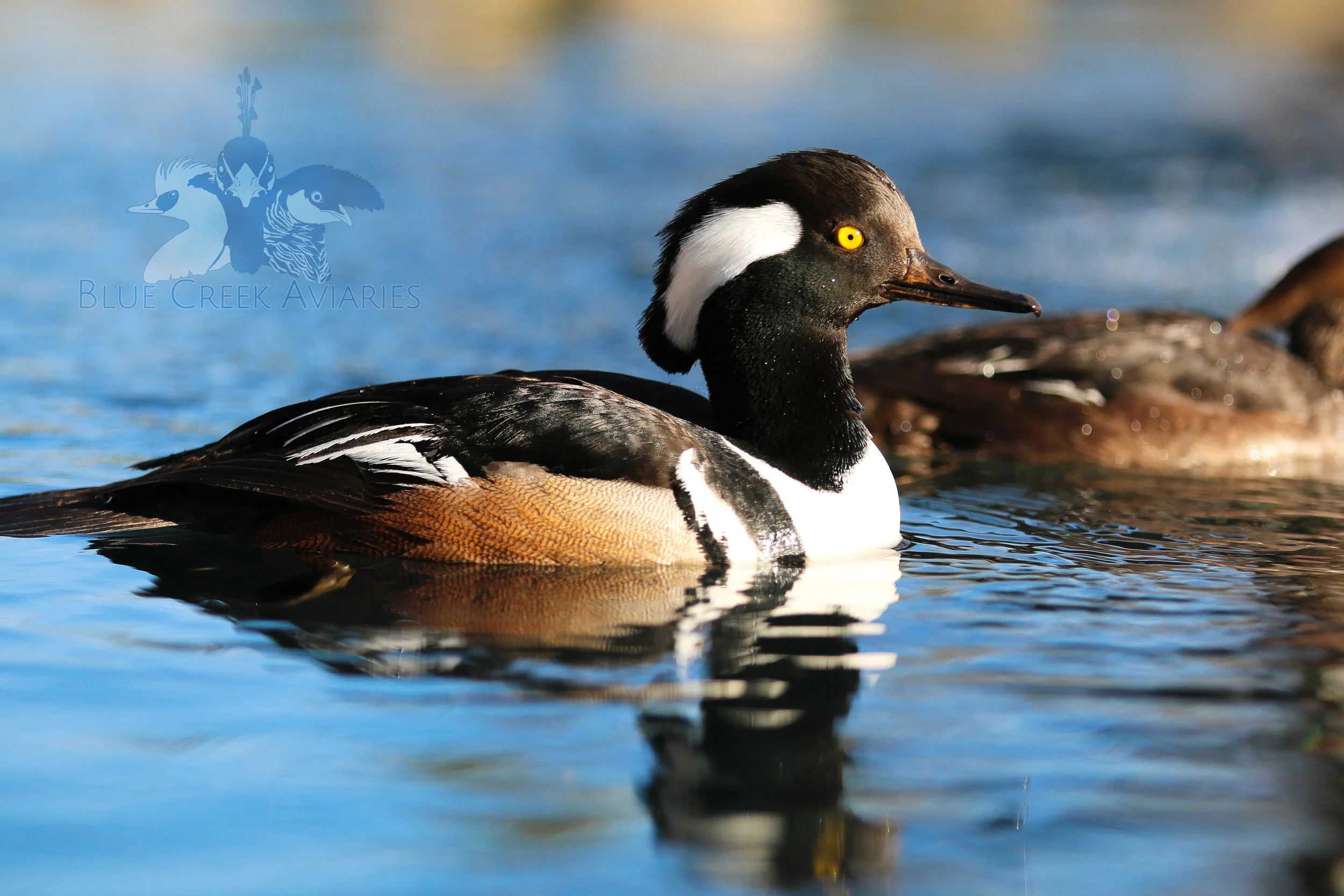 Hooded Merganser — Blue Creek Aviaries