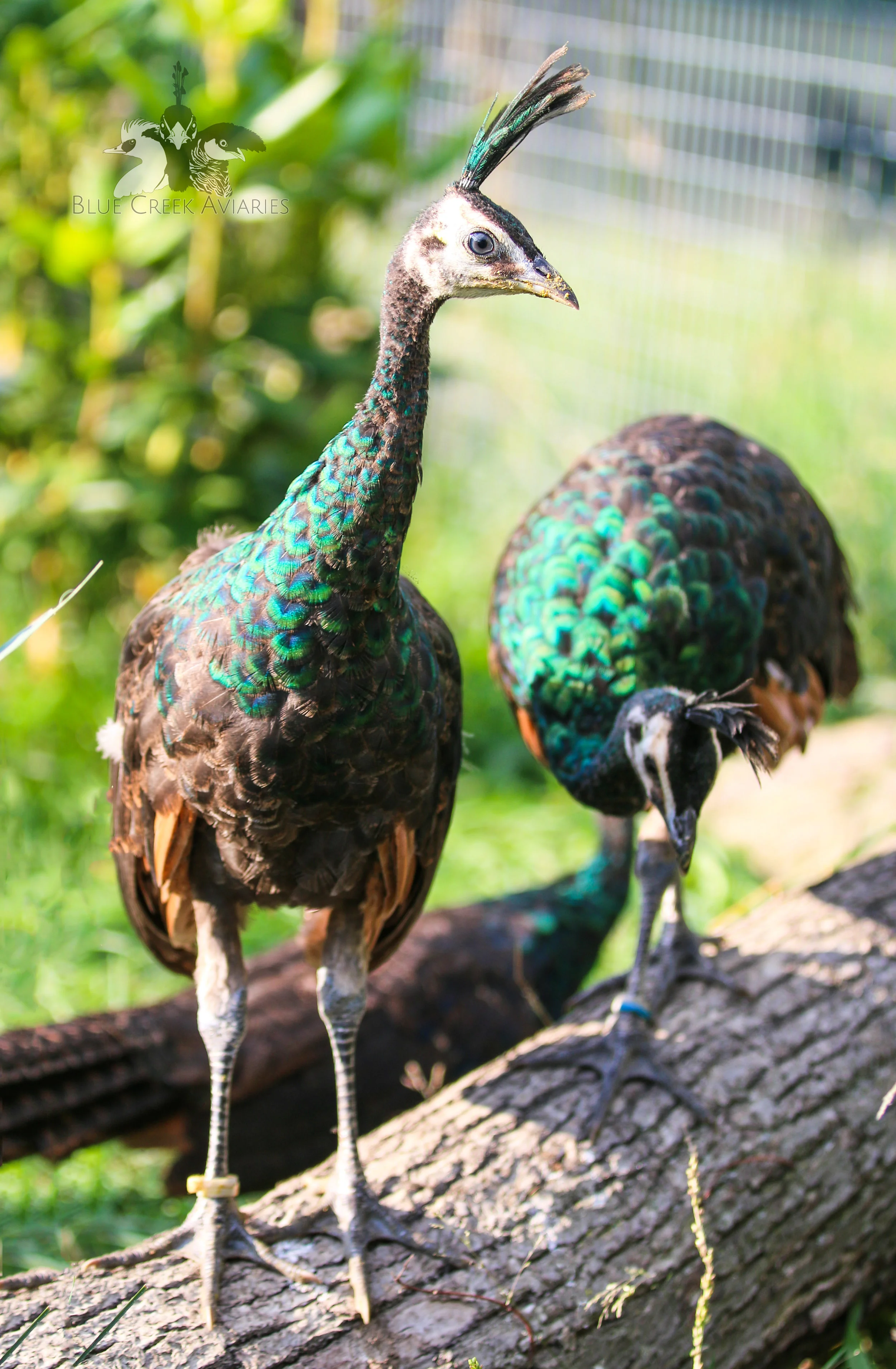 Peafowl — Blue Creek Aviaries
