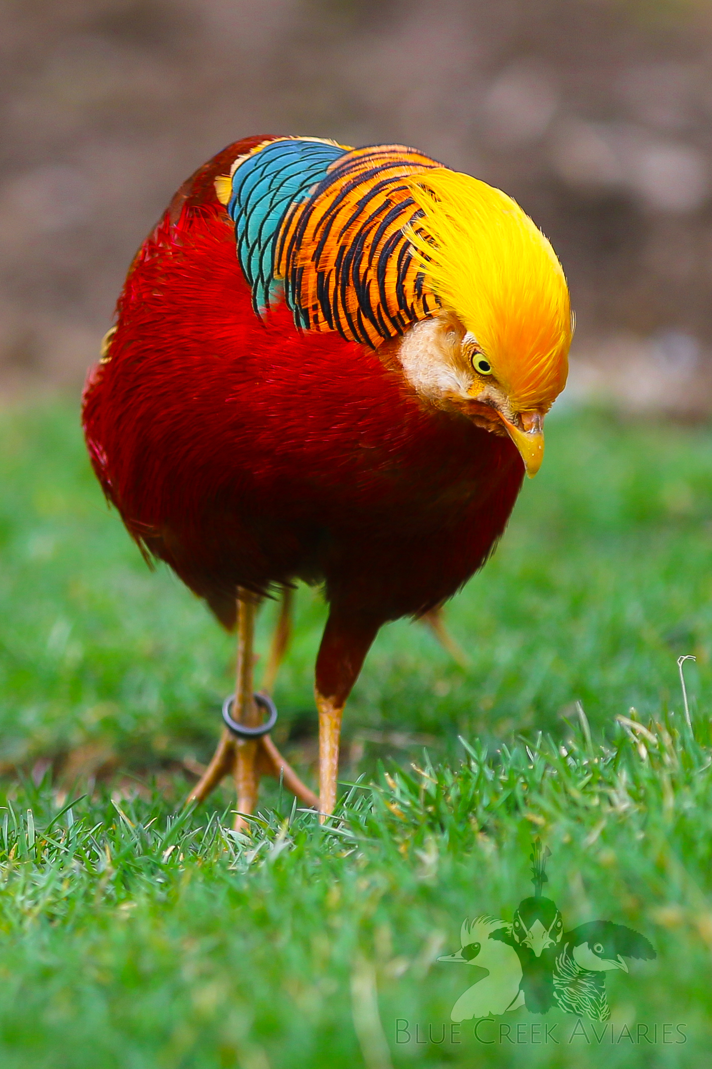 Red Golden Pheasants  Stromberg's Chickens