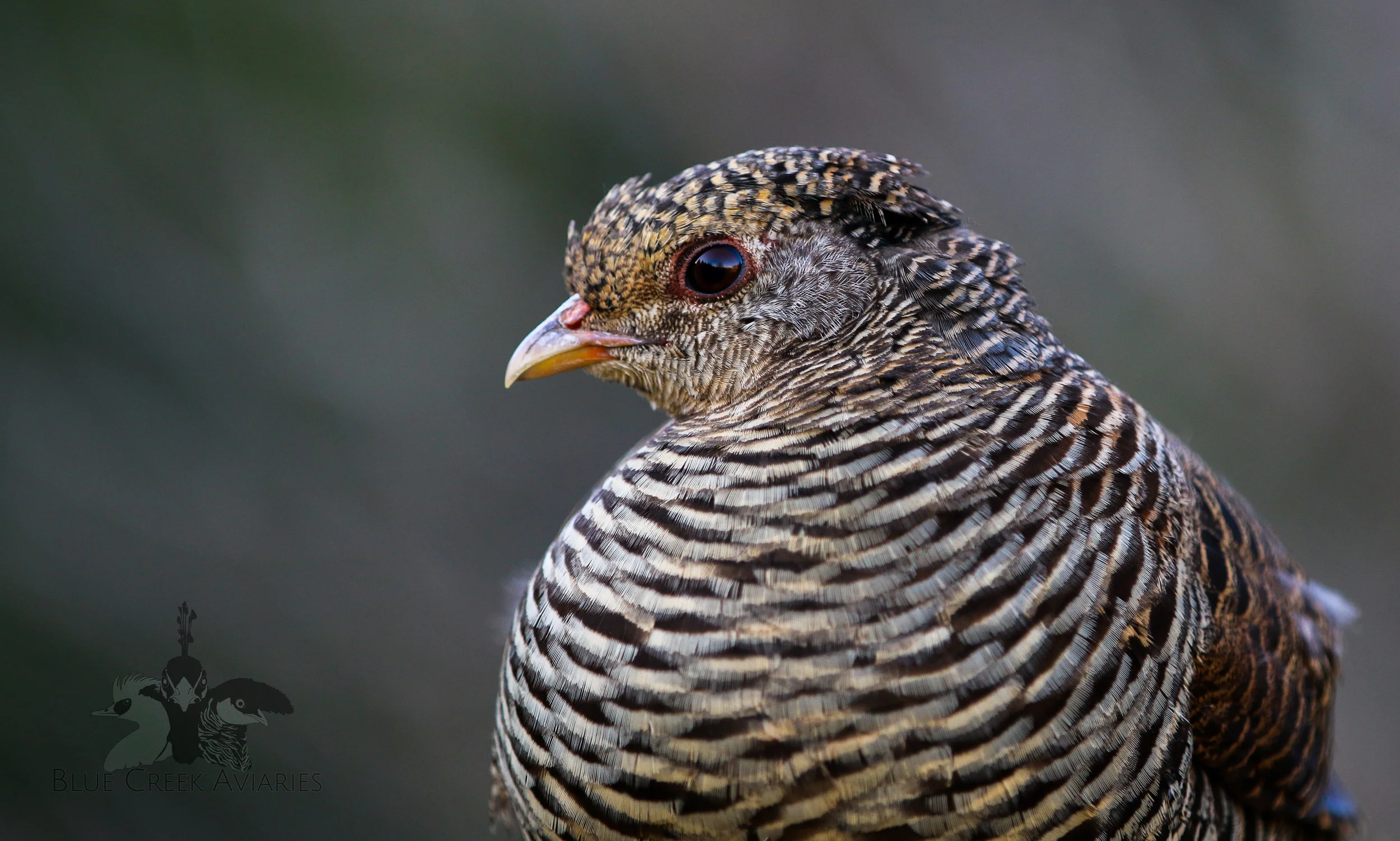 Golden Pheasant — Blue Creek Aviaries