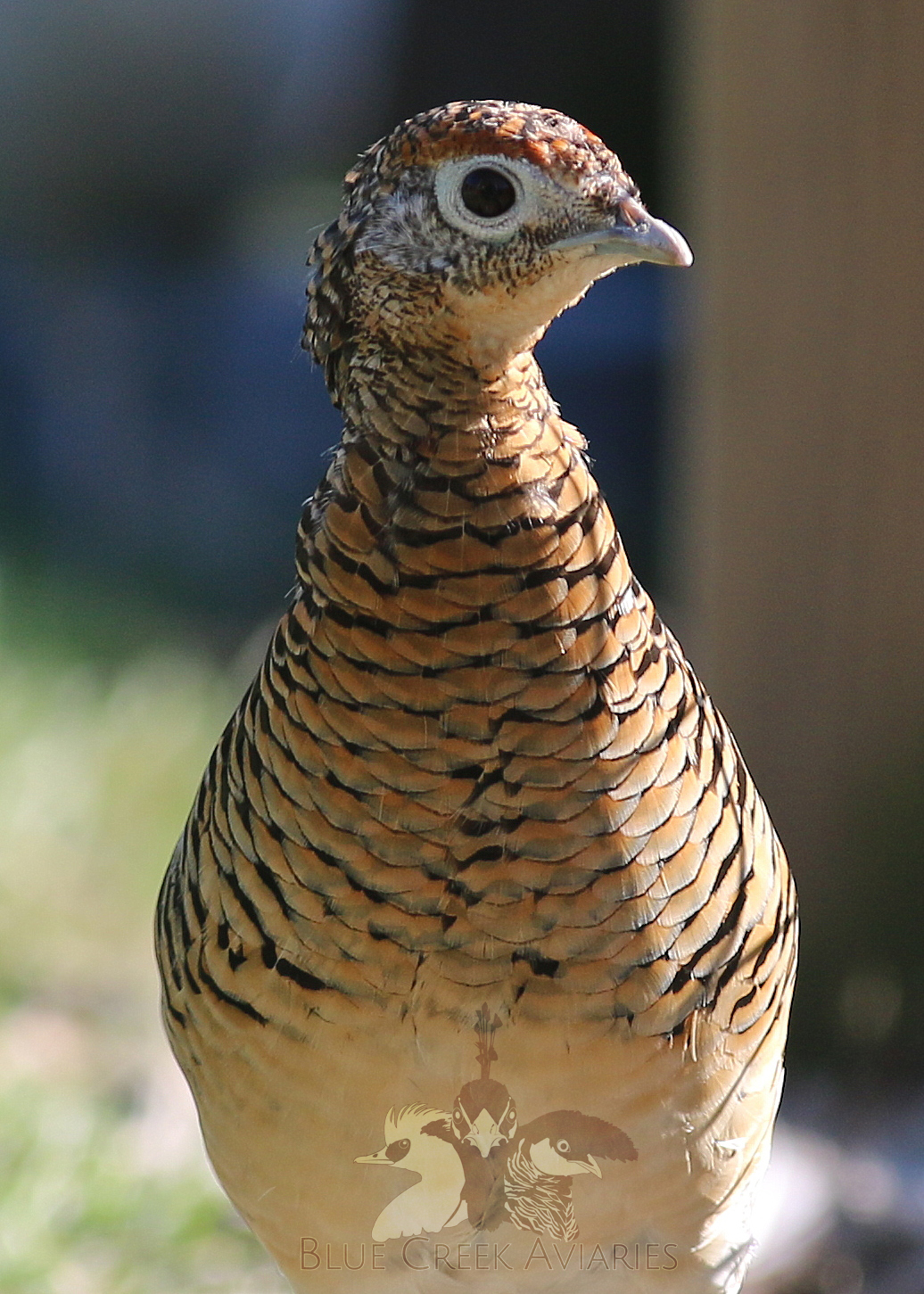 Lady Amherst's Pheasant