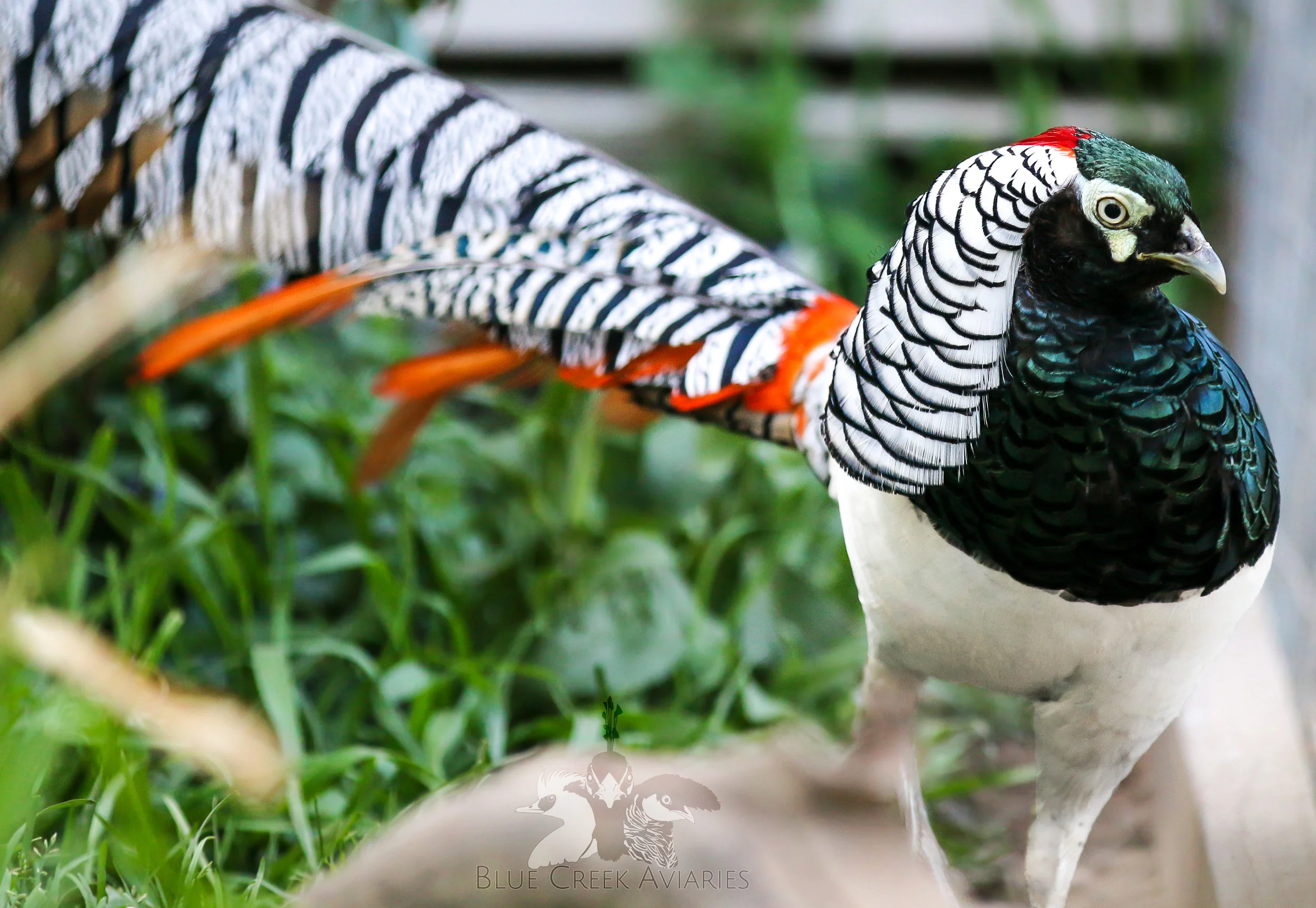 Lady Amherst Pheasant — Blue Creek Aviaries