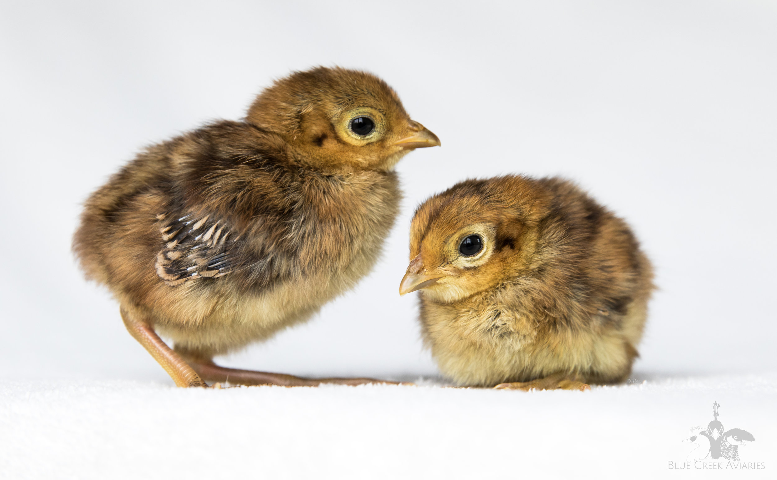 ladyamherstchicks1.jpg