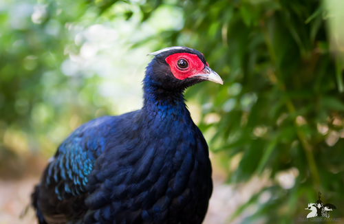 Golden Pheasant — Blue Creek Aviaries