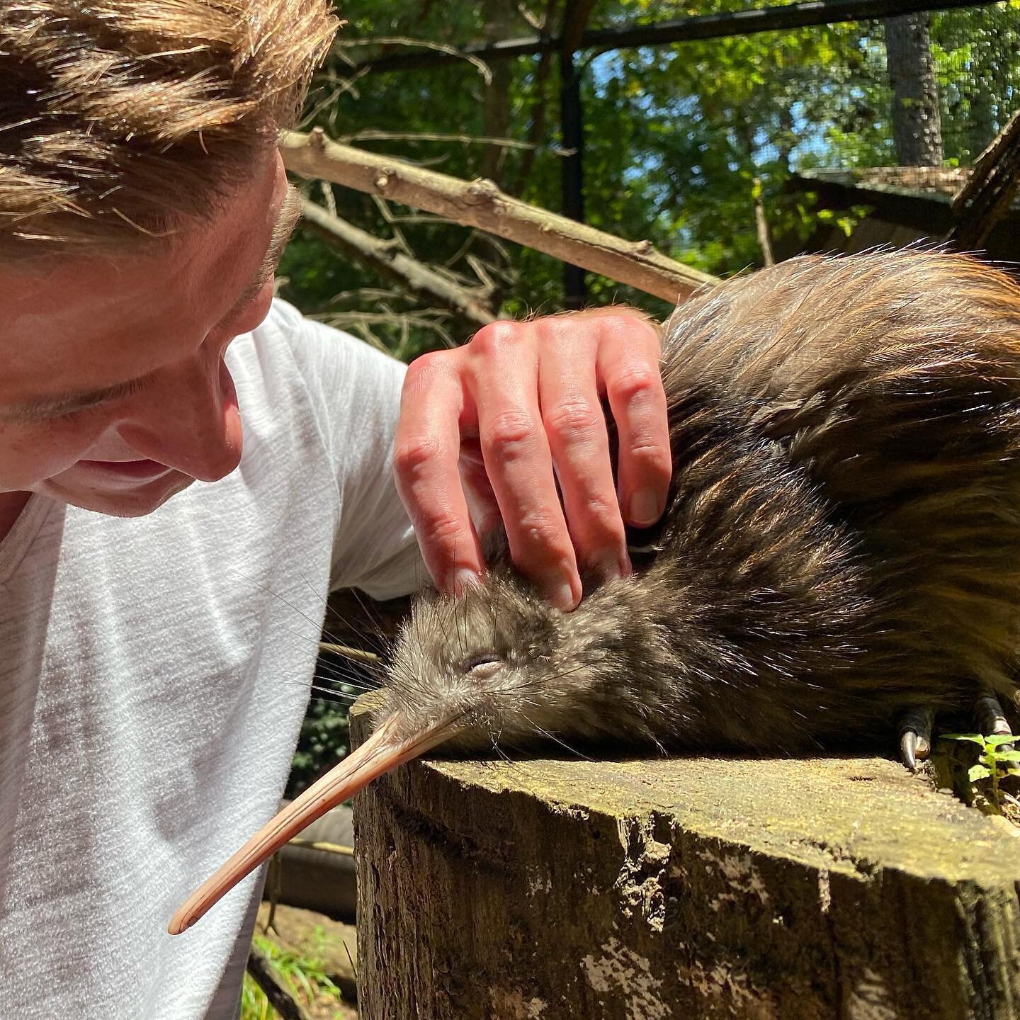 These kiwis were far larger and fuzzier than any I&rsquo;ve seen in the supermarket! 10/10 recommend. It&rsquo;s always a great time at @pinola_conservancy_ working alongside Dr. Valitutto (@potatotutto) with their amazing birds!
⠀⠀⠀⠀⠀⠀⠀⠀⠀ ⠀⠀⠀⠀⠀⠀⠀⠀⠀
