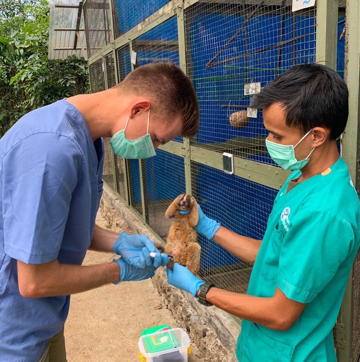 We are now volunteering at International Animal Rescue Indonesia at Bogor, which focuses on slow lorises and macaques. The rescue has an incredible holistic approach that begins with rescuing these primates from illegal markets, after which they work