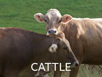 cattle.jpg