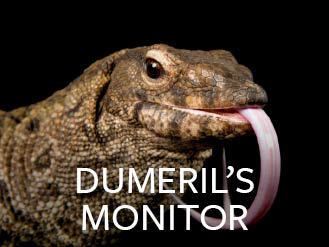 dumerils_monitor.jpg