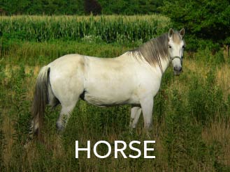 horse.jpg