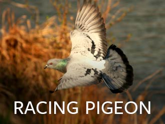 racing_pigeon.jpg