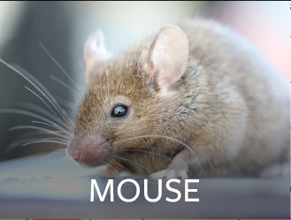 MOUSE_06.jpg