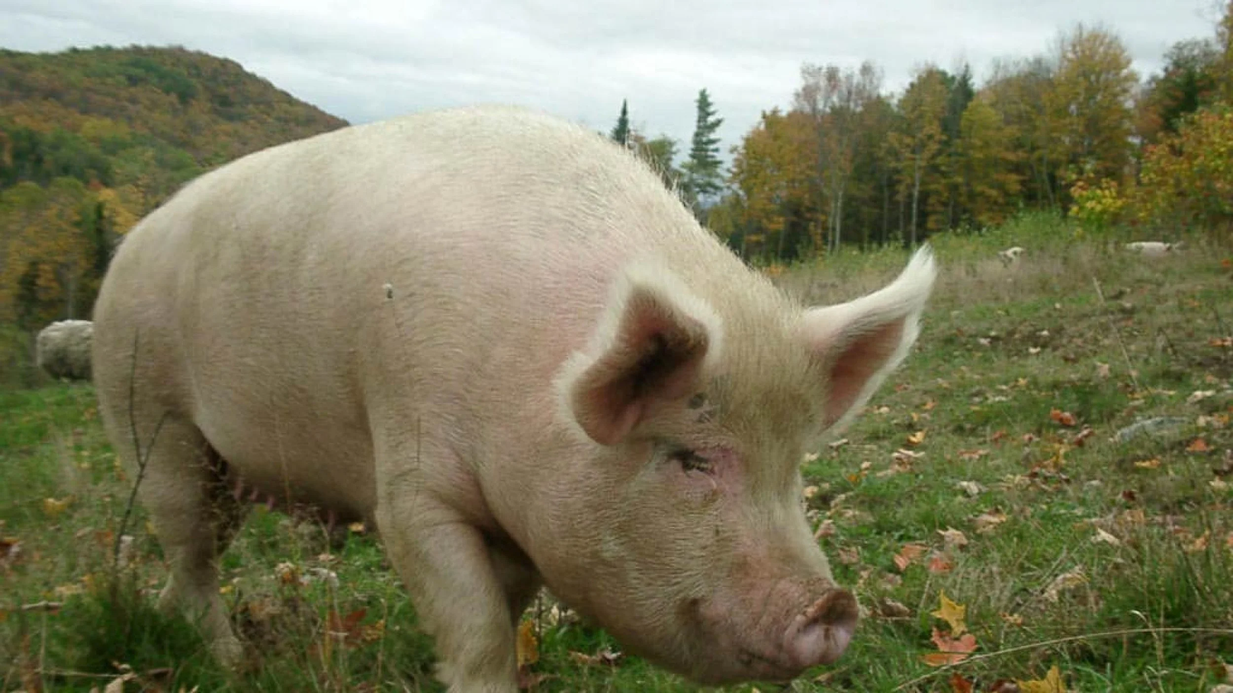 VBV_pig.jpg