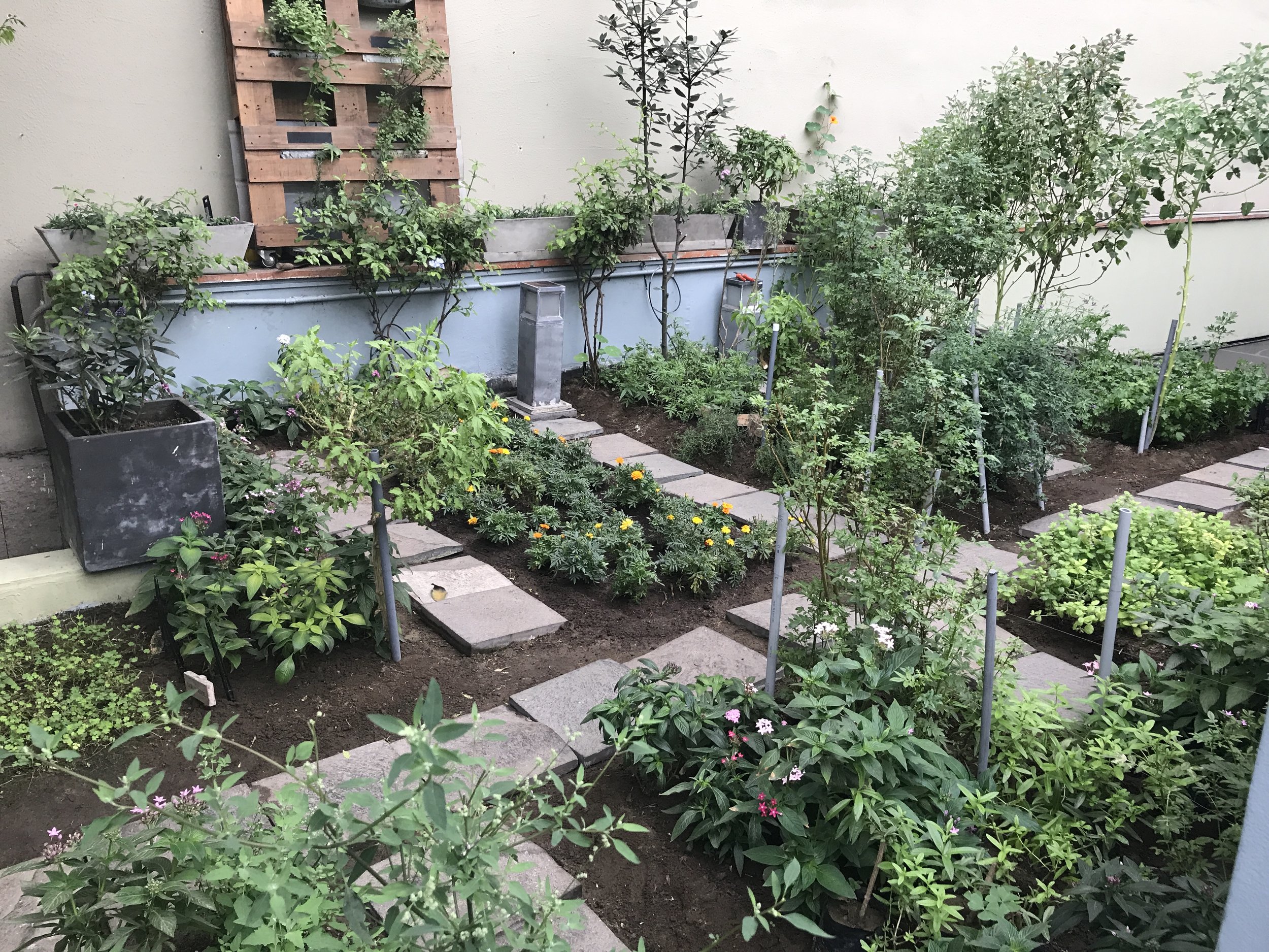 The rooftop garden