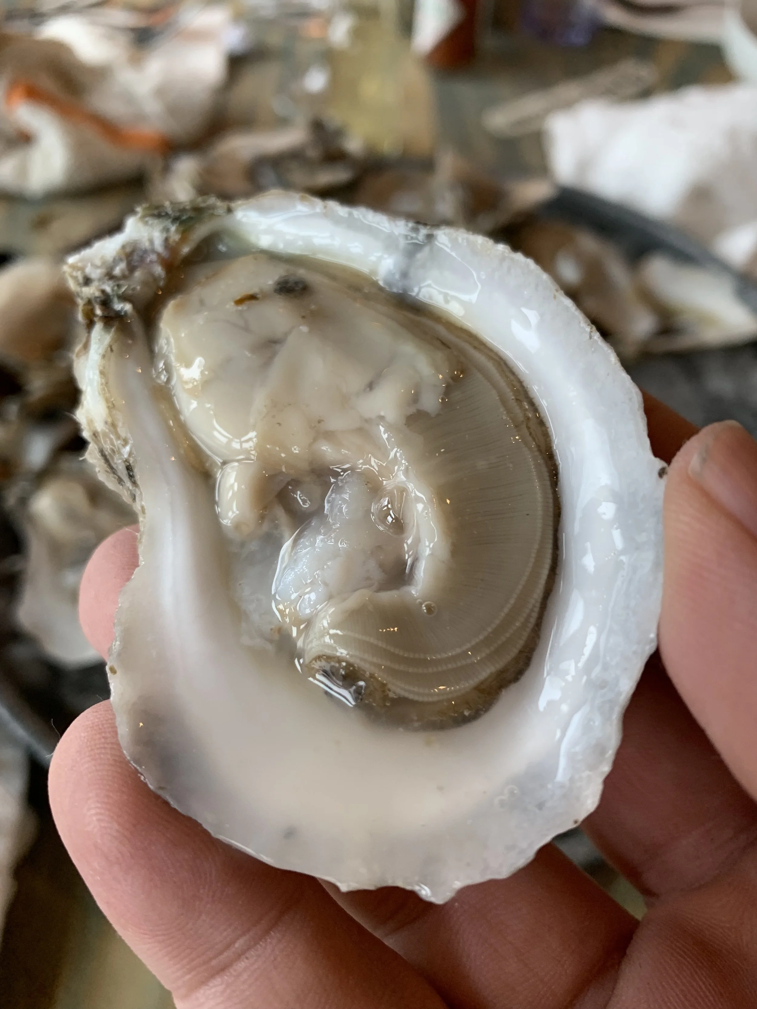 Have you ever gotten this close to your oyster? You’re welcome.